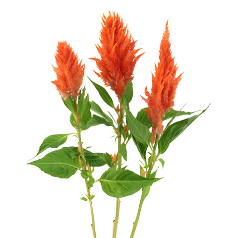 Orange Spark Feather Celosia Flowers