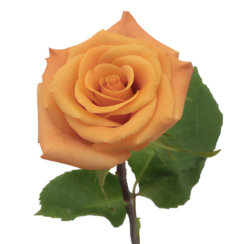 Orange Unique Orange Rose