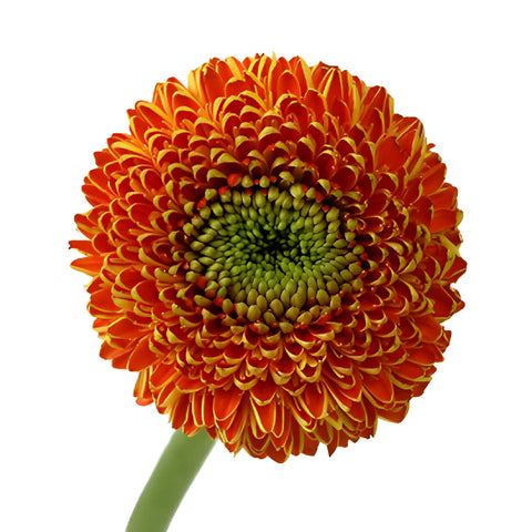 Orange with Yellow Gerrondo Gerber Daisies