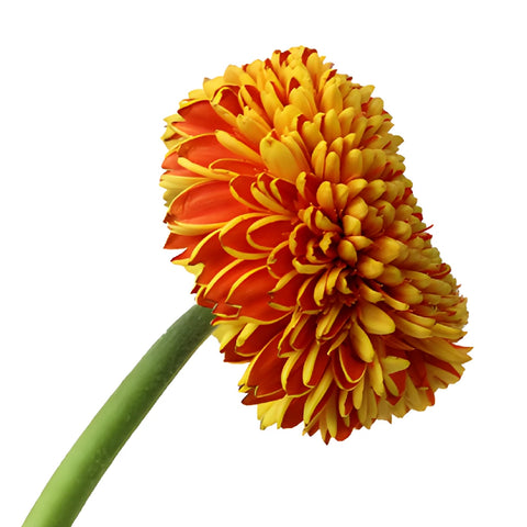 Orange with Yellow Gerrondo Gerber Daisies