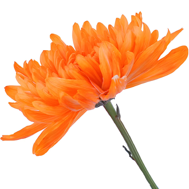 Orange You Glad Tinted Bulk Cremon Flowers