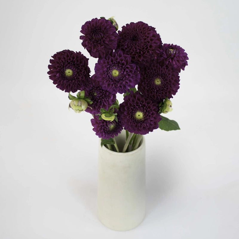 Berry Crush Dahlia Flower Bunch in Vase