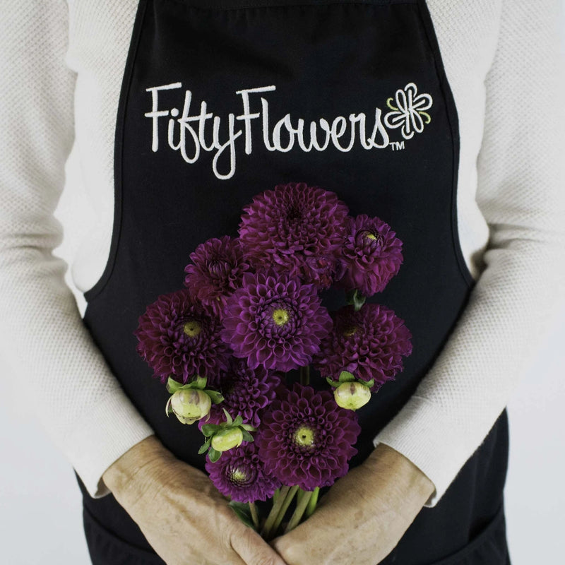 Berry Crush Dahlia Flower Bunch in Hand