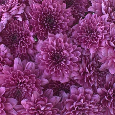 Berry Perfection Cushion Flower Close Up - Image