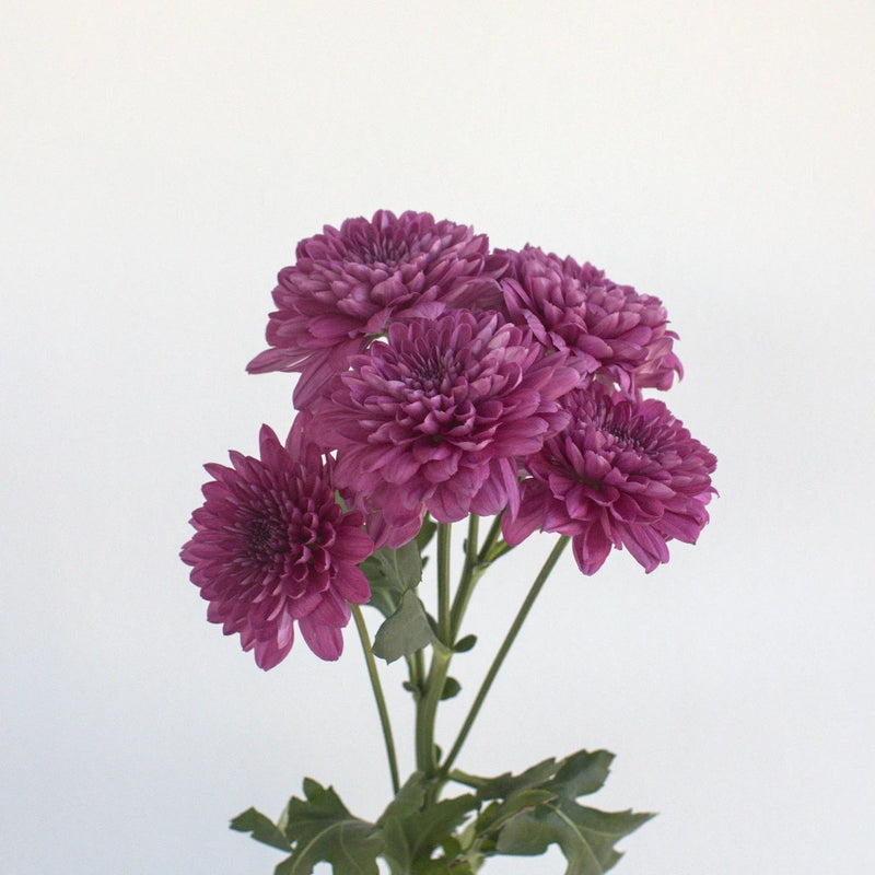Berry Perfection Cushion Flower Stem - Image