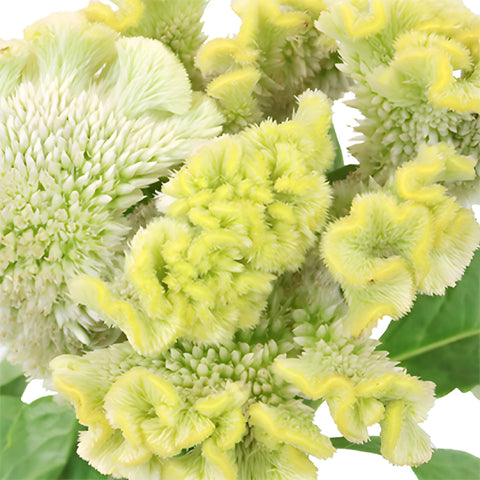 Pale Yellow Cockscomb Celosia Flowers