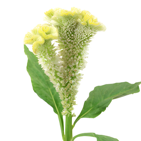 Pale Yellow Cockscomb Celosia Flowers