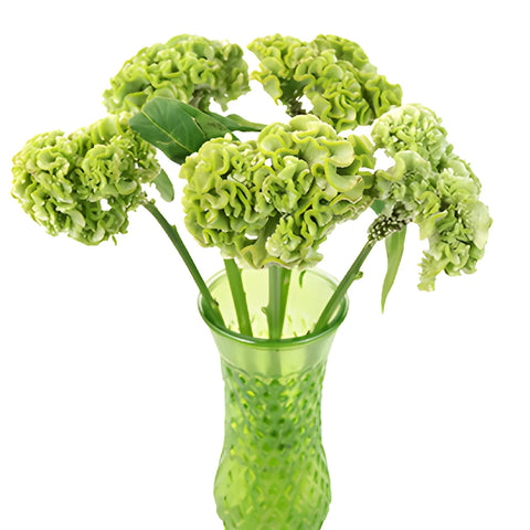 Pale Yellow Cockscomb Celosia Flowers