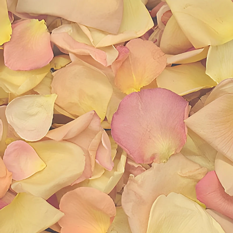 Assorted Freeze Dried Flower Petals