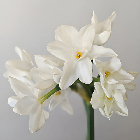 Paper White Narcissus Daffodil Flowers