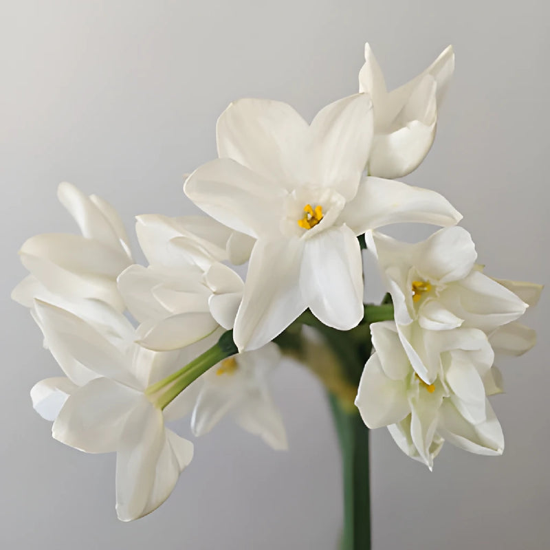 Paper White Narcissus Daffodil Flowers