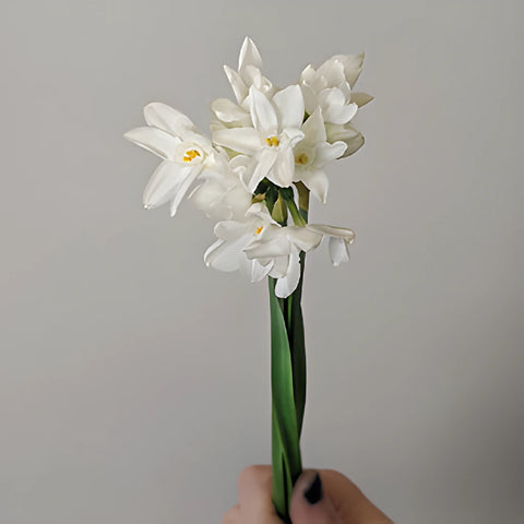 Paper White Narcissus Daffodil Flowers