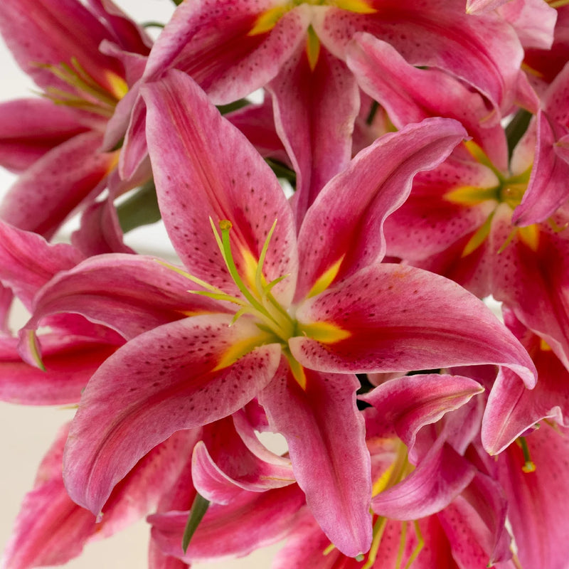 Paradise Pink Bacardi Oriental Lily Close Up - Image