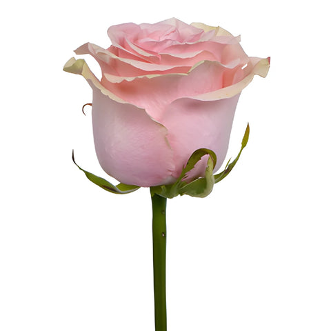 Paris Pink Rose