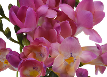 Passionate Kiss Freesia Flower