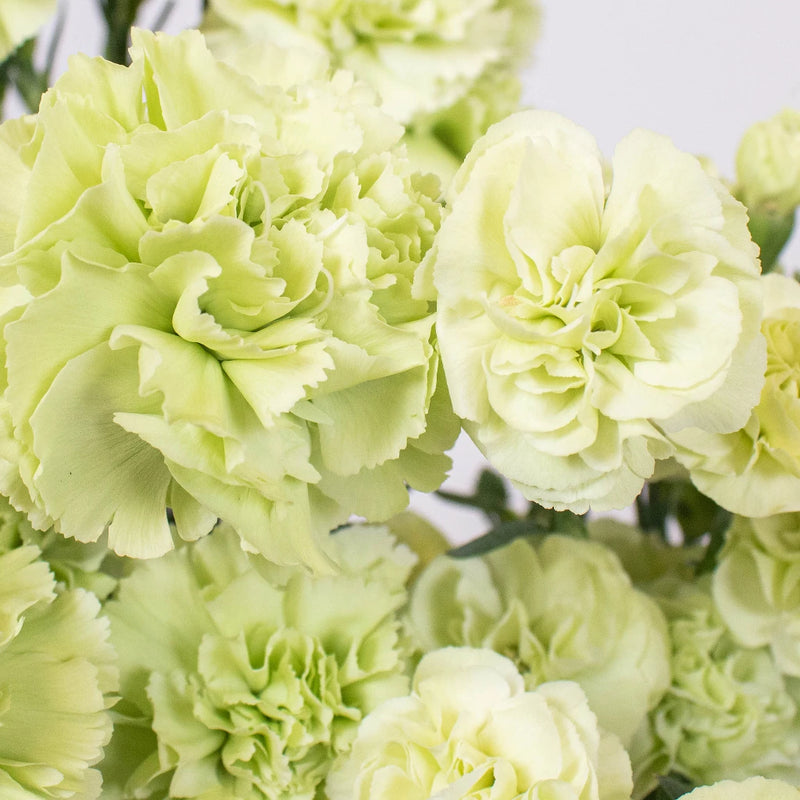 Light Green Flower Kit Up Close