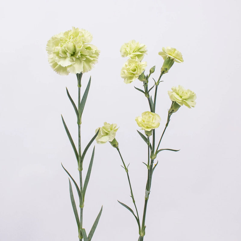 Light Green Carnation Flower Stem