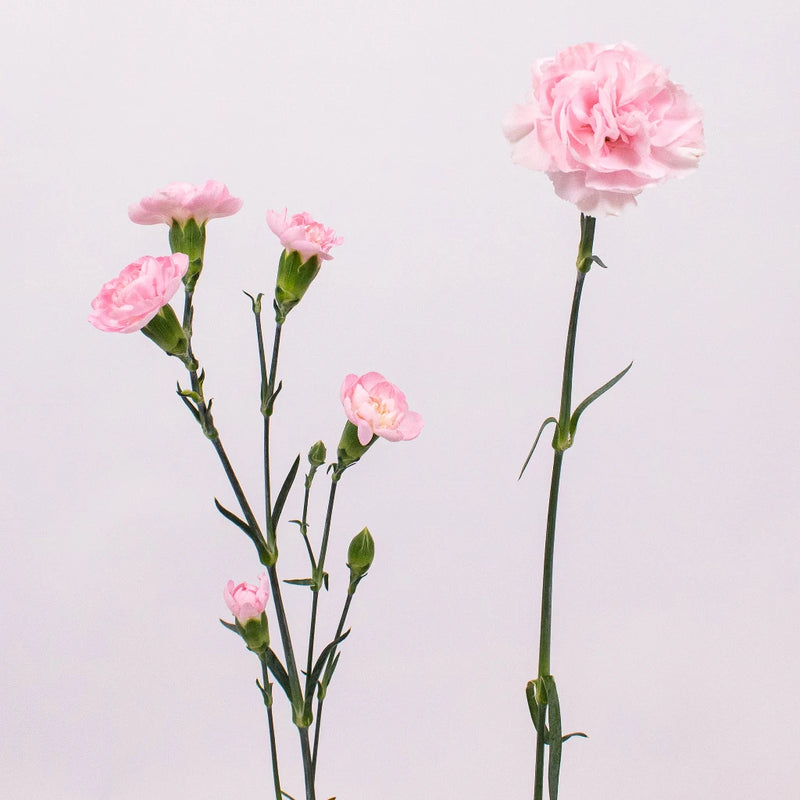 Pink Carnation Flower Stem