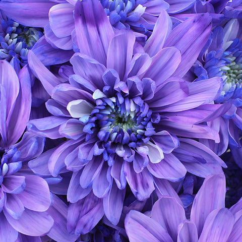 Pastel Purple Tinted Flower