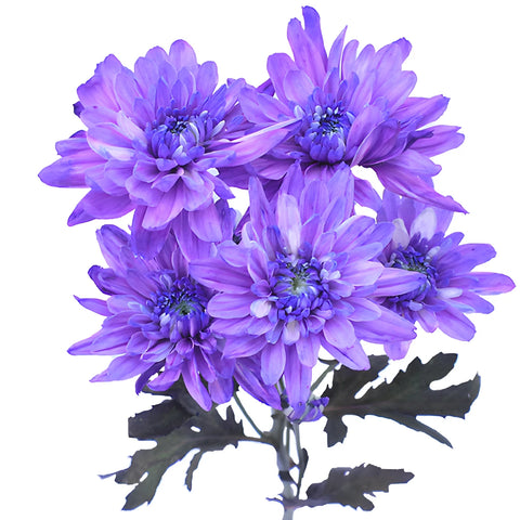 Pastel Purple Tinted Flower