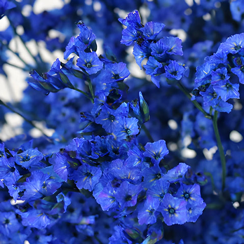 Patriotic Blue Airbrushed Limonium Flowers