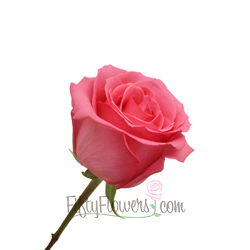 Pavarotti Medium Pink Rose