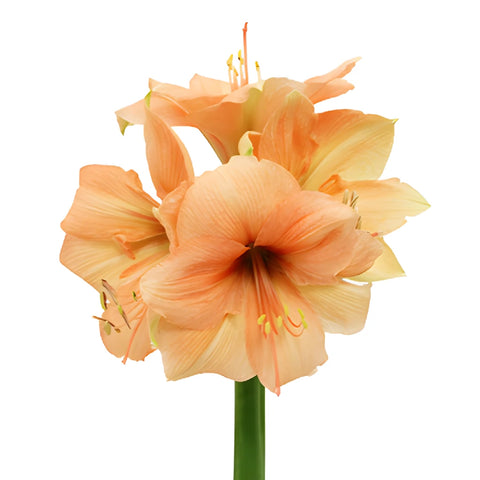Peach Amaryllis Flowers