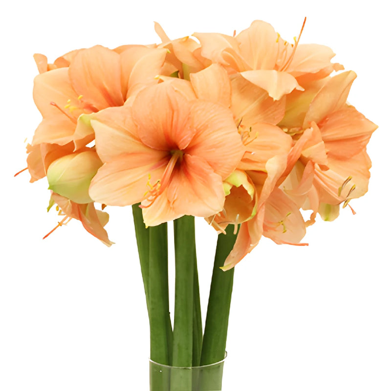 Peach Amaryllis Flowers
