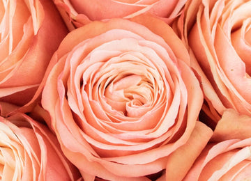 Kahala Peach Roses Up Close