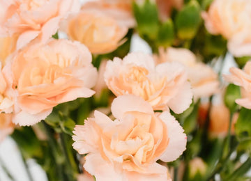 Peach Mini Carnation Flowers Close Up - Image