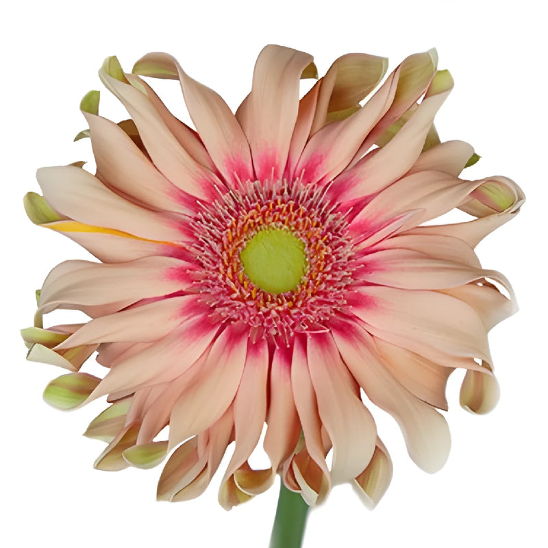 Peach Pinwheel Gerbera Daisy