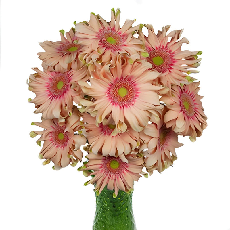 Peach Pinwheel Gerbera Daisy