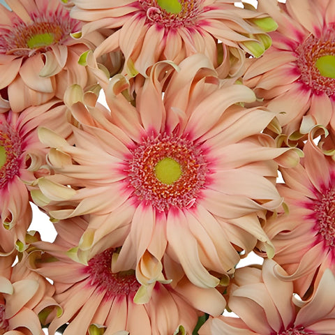Peach Pinwheel Gerbera Daisy