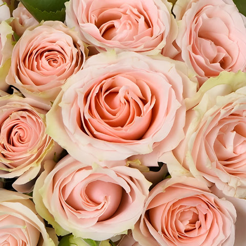Peach Pucker Spray Rose