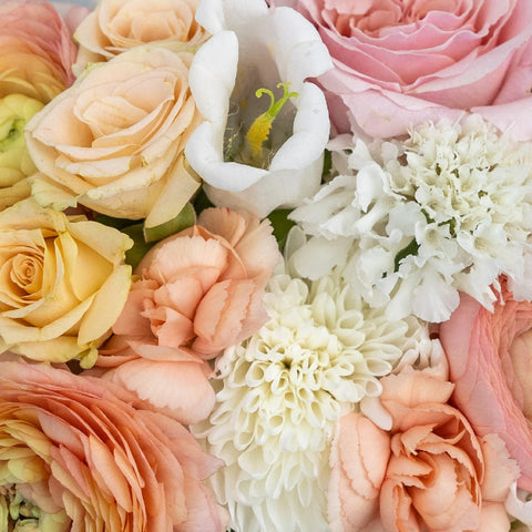 Peach Sorbet Diy Flower Kit Close Up - Image