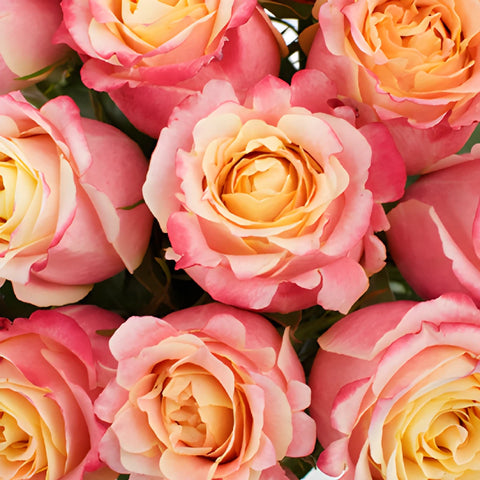 Peach Sorbet Rose