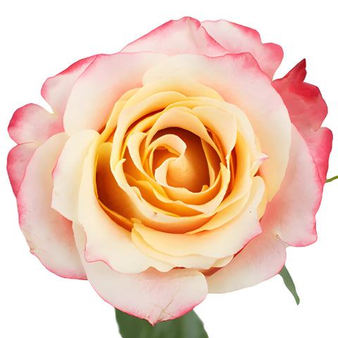 Peach Sorbet Rose