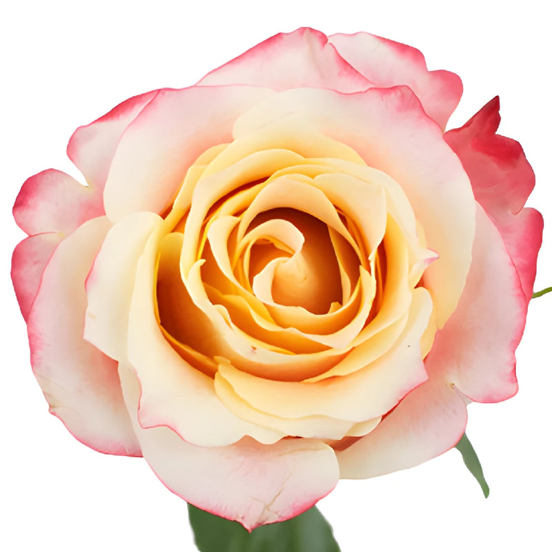 Peach Sorbet Rose