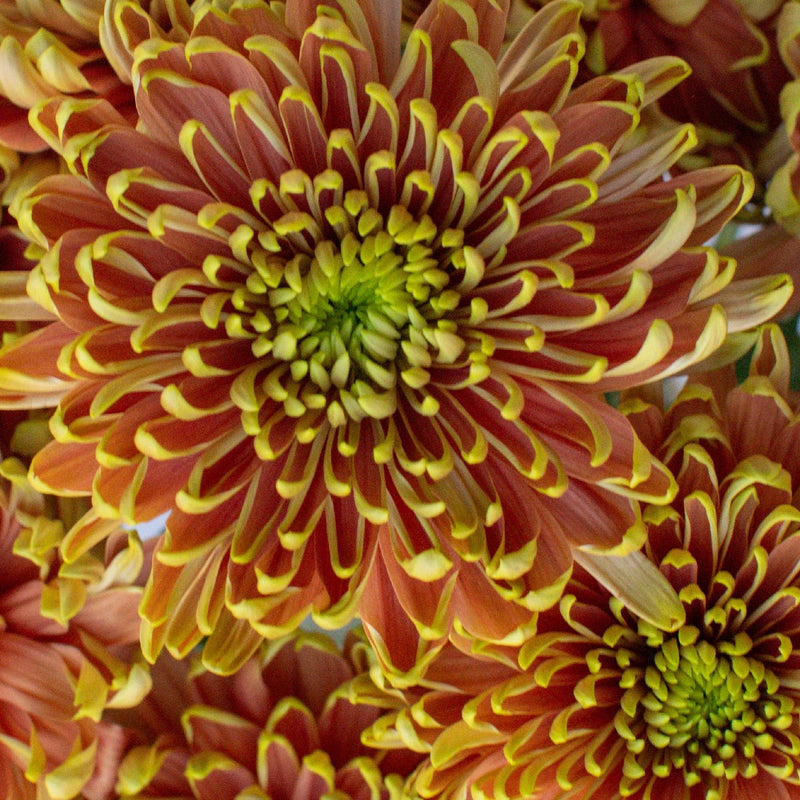 Cremon Rosanno Elizabeth Close Up - Image