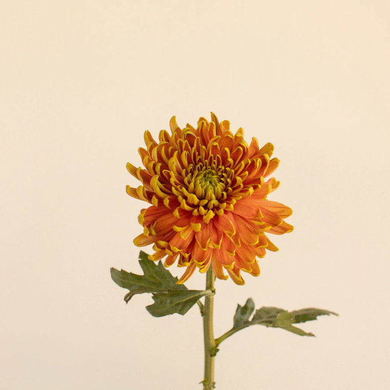 Cremon Rosanno Elizabeth Stem - Image