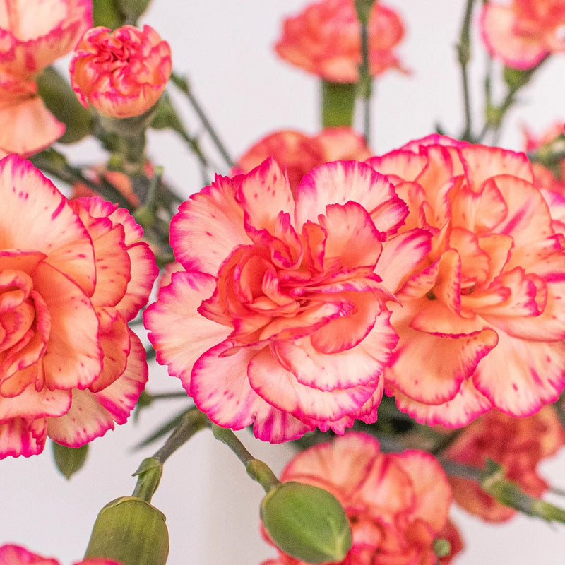 Bicolor Orange and Peach Mini Carnation Flower Up Close