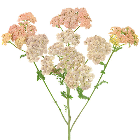 Peachy Pink Cottage Yarrow Flowers