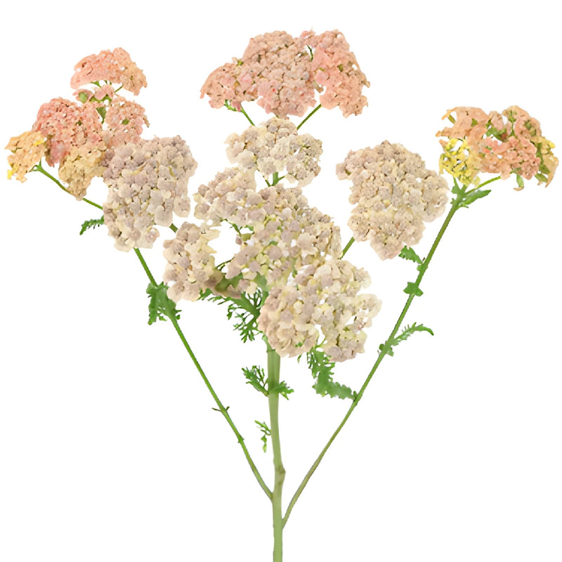 Peachy Pink Cottage Yarrow Flowers