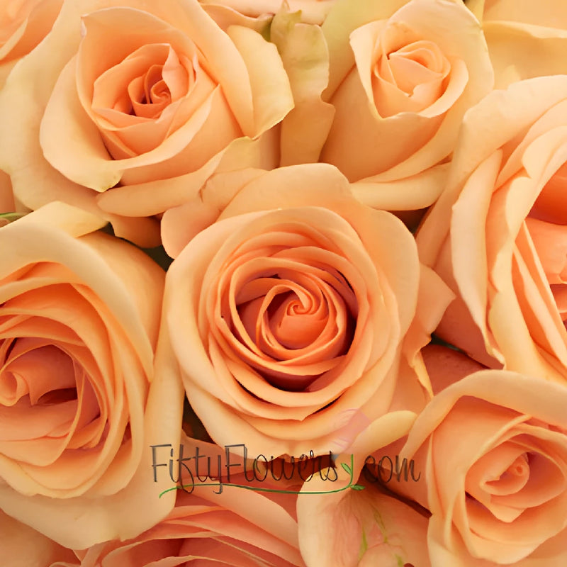 Perfect Peach Alejandra Rose