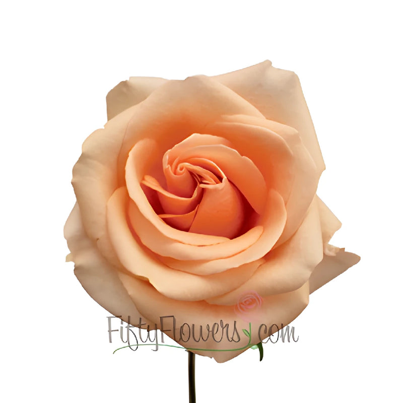 Perfect Peach Alejandra Rose