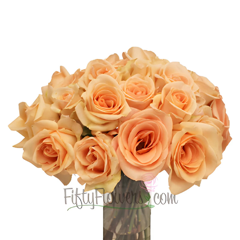 Perfect Peach Alejandra Rose
