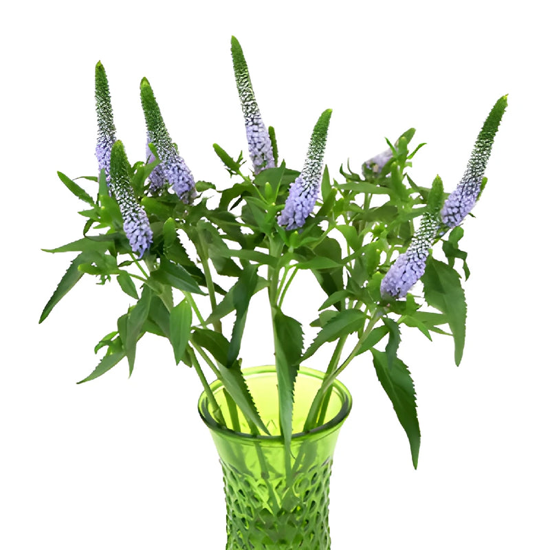 Periwinkle Lavender Veronica Flower
