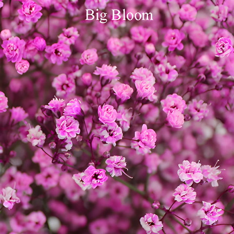Pink Airbrushed Baby's Breath Flower