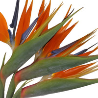 Birds of Paradise Tropical Flowers