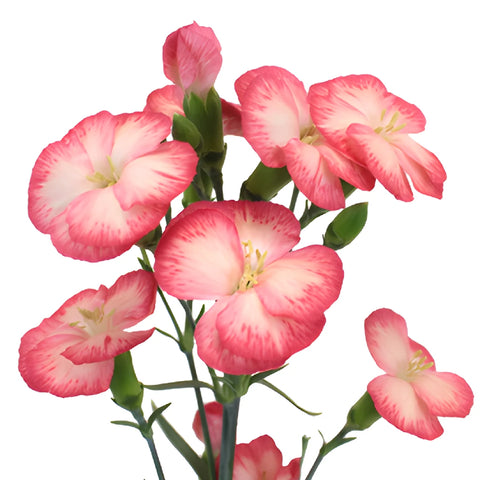 Pink Blush Solomio Flowers